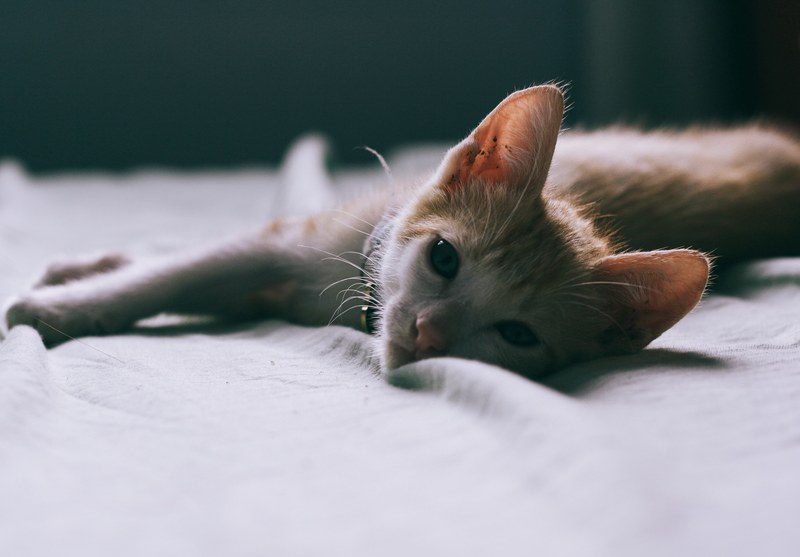 film memory love and cat 4k