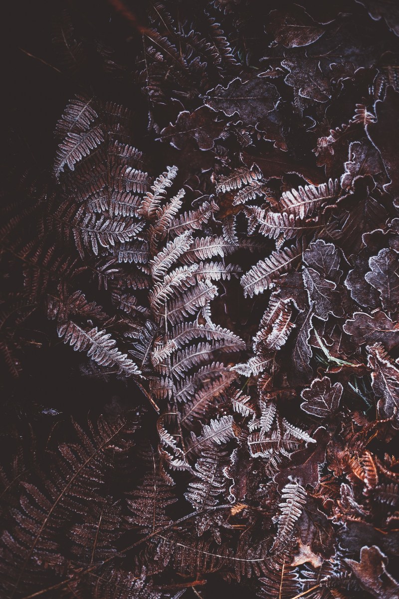 frosty ferns 4k