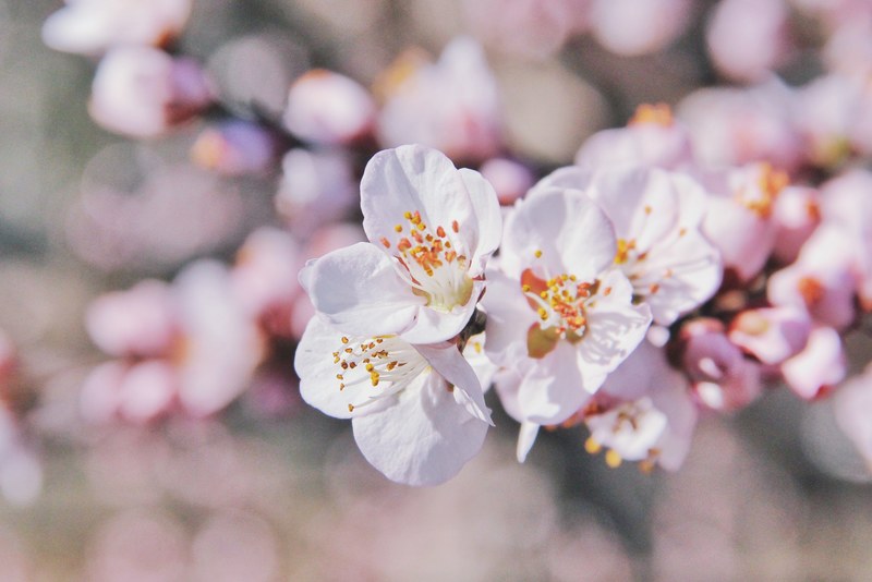 macro of pink cherry blossom on branch with blossom in background in spring, peach blossom 4k