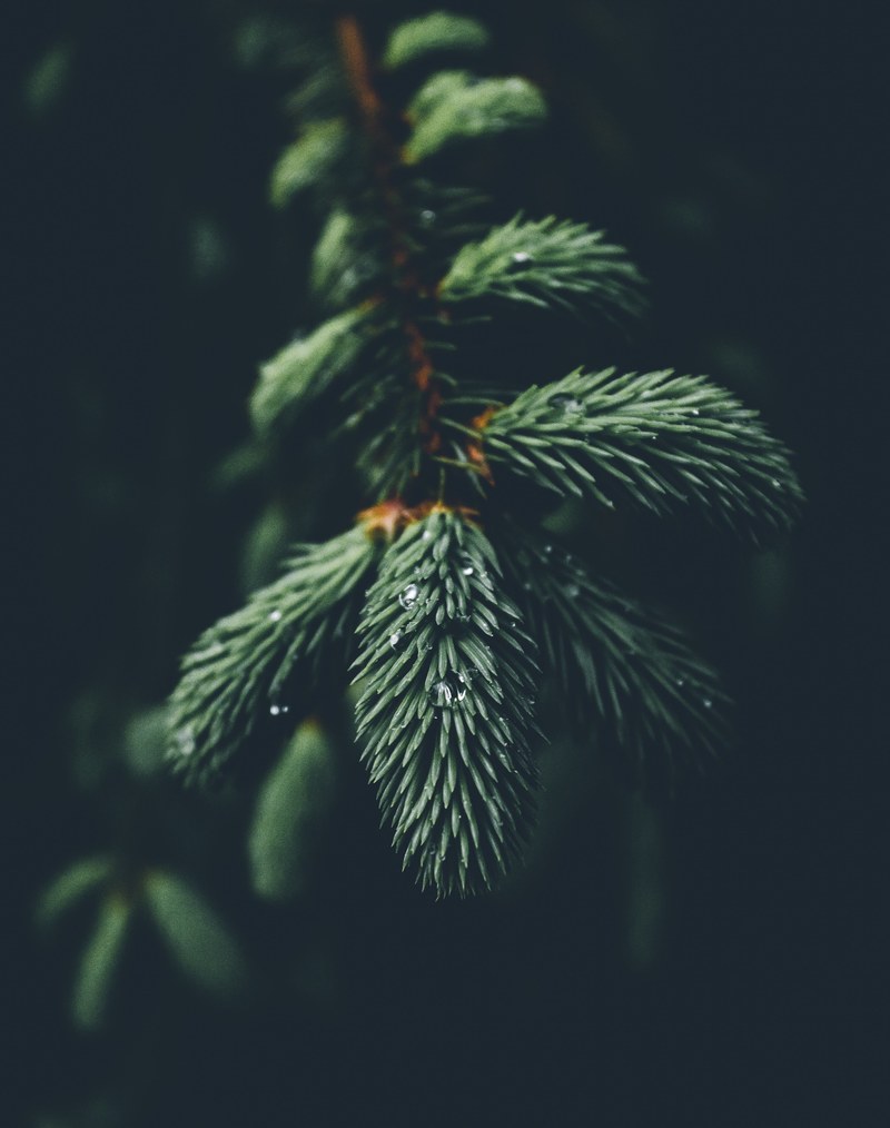 wallpaper christmas wallpapers christmas background and tree hd, 4k