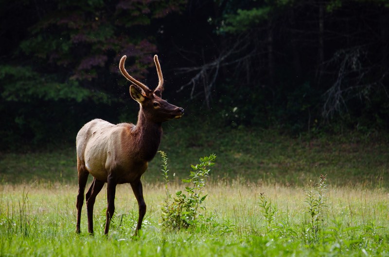 deer animal wildlife and antler 4k