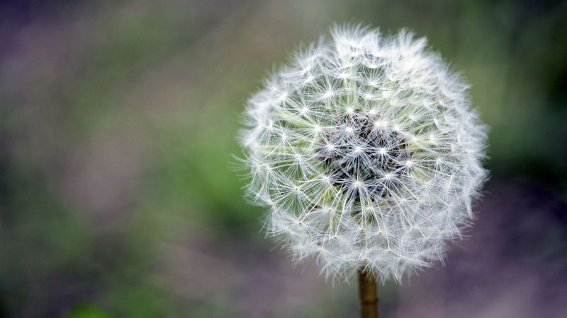dandelion, flower, down, stem, 4k