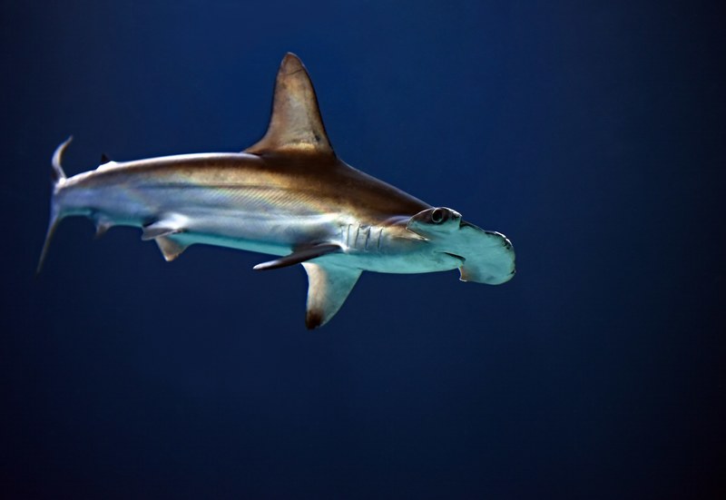 cruising hammerhead shark 4k