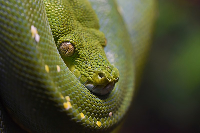 green tree python 4k