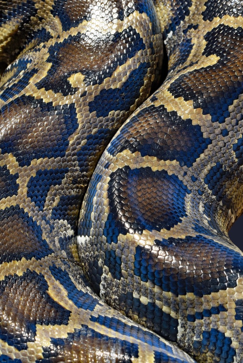burmese python snake 4k