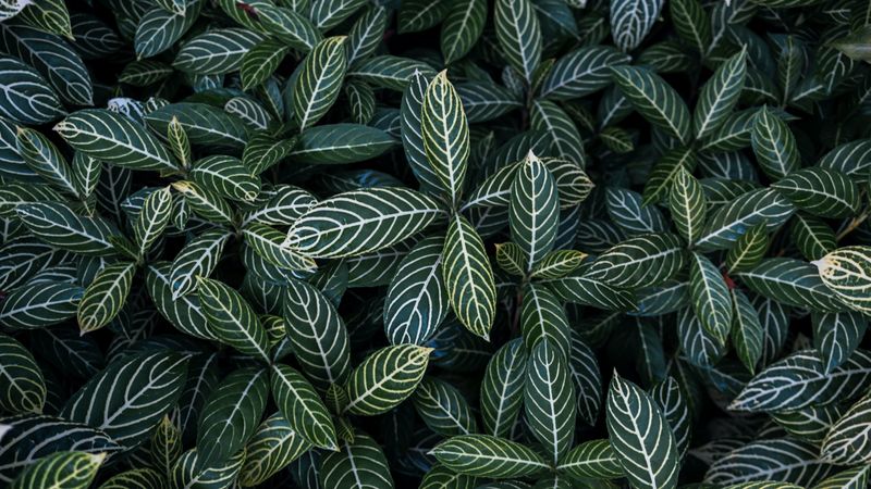 leaves, aerial view, stripes, bush, 4k