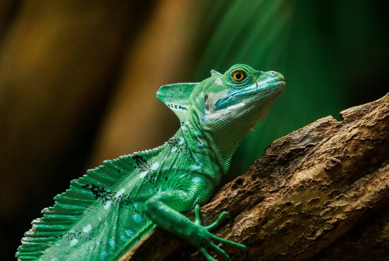 plumed basilisk 4k