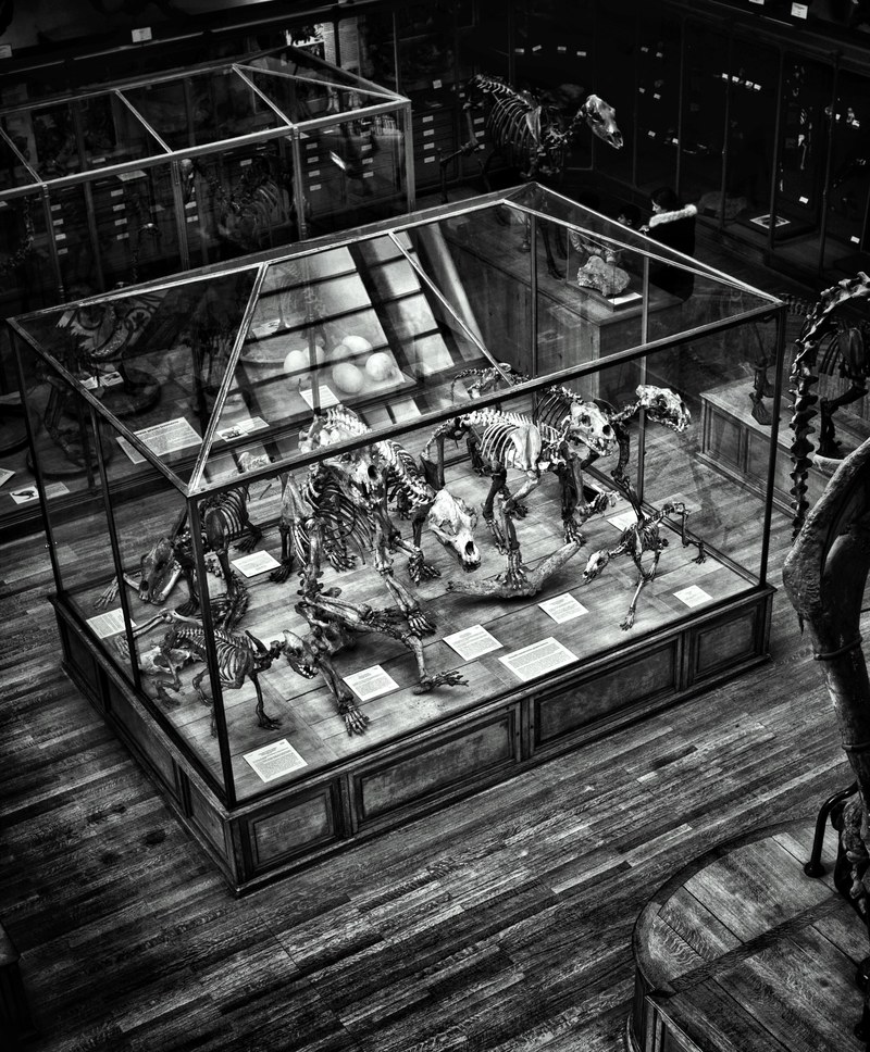 a black and white shot of dinosaur skeletons in a museum, dinosaur fossils in monochrome 4k