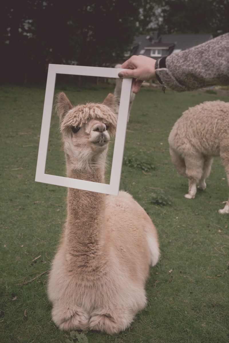 germany camel and alpaca hd, 4k
