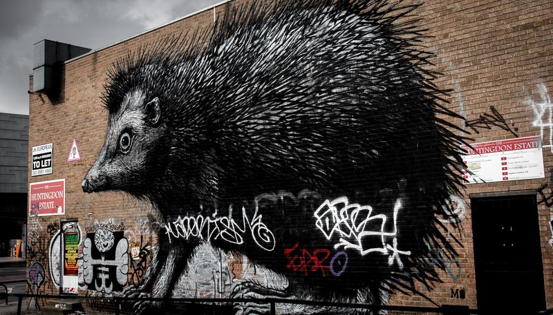 mammal porcupine and rodent 4k