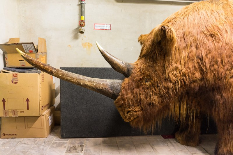 woolly rhinocero woolly storage and taxidermy 4k