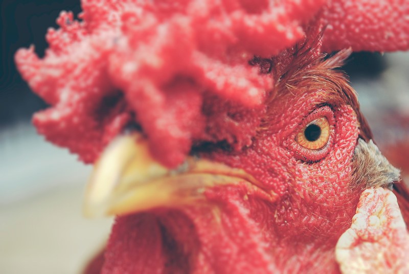 lost rooster 4k