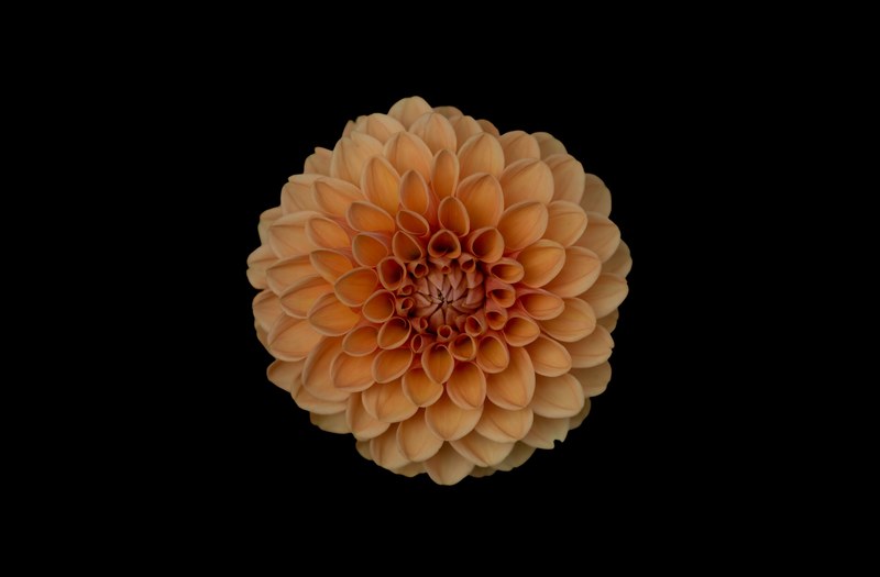 an overhead shot of an orange dahlia against a black background, minimal orange dahlia 4k
