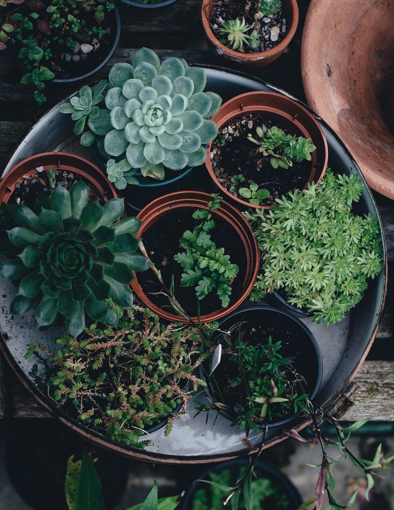 growing succulent pot and plant hd, 4k