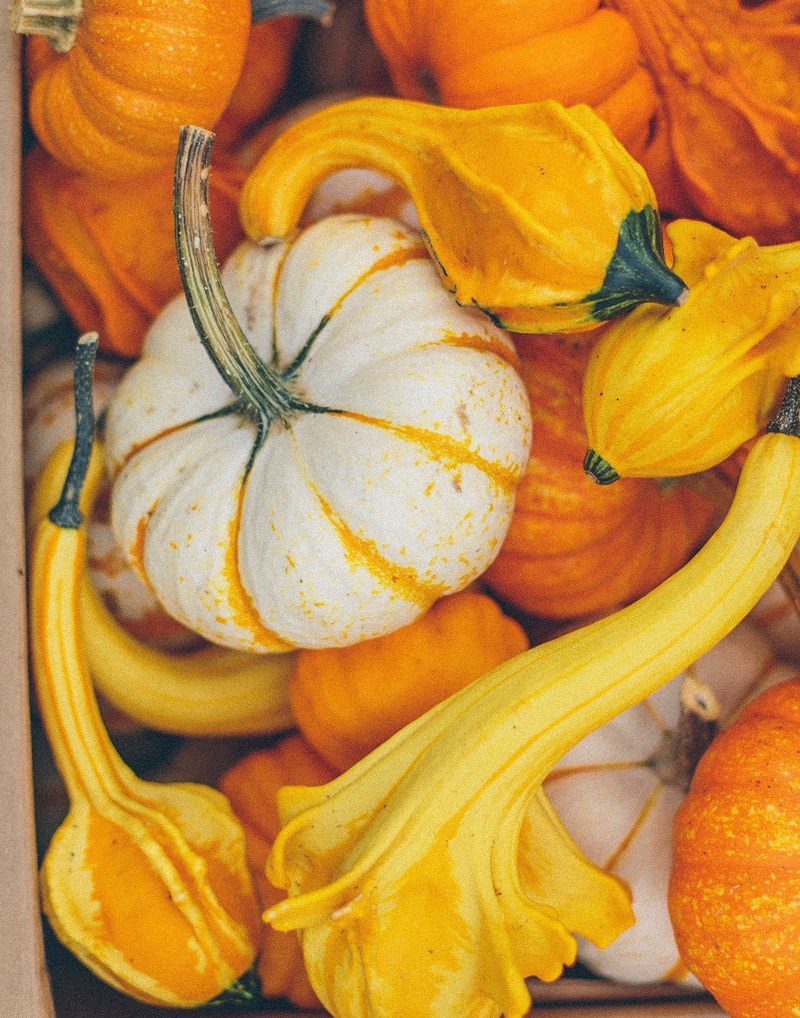 farm harvest produce and squash hd, 4k
