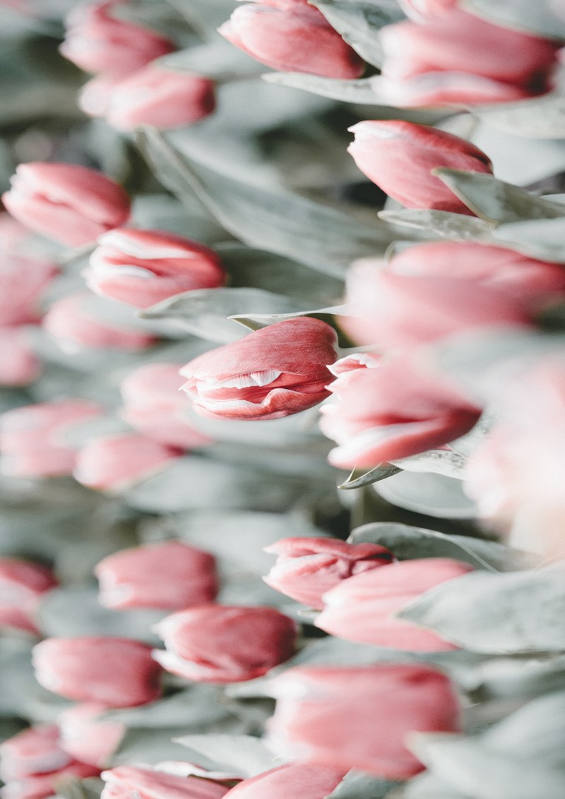 tulip pink flower and bloom hd, 4k