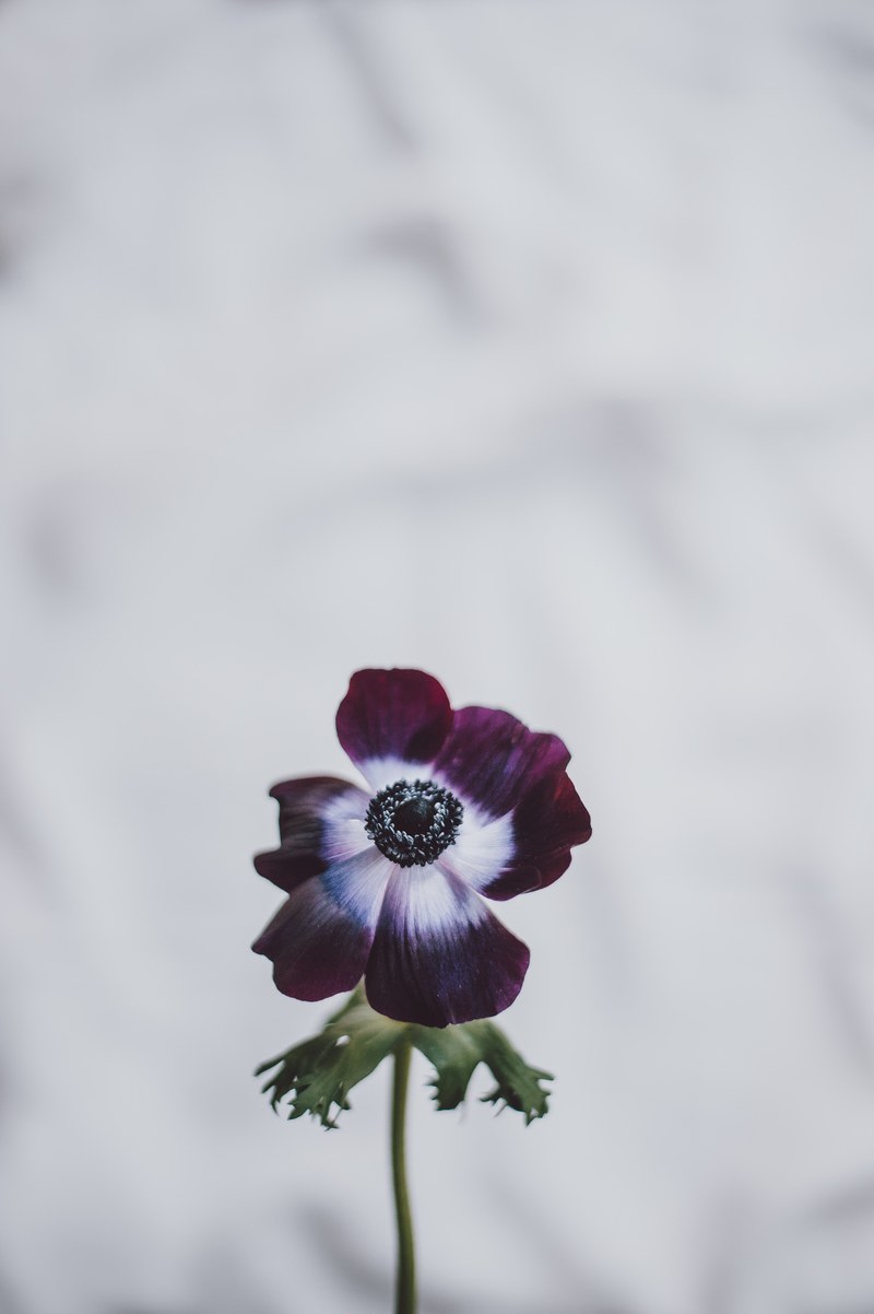 anemone 4k