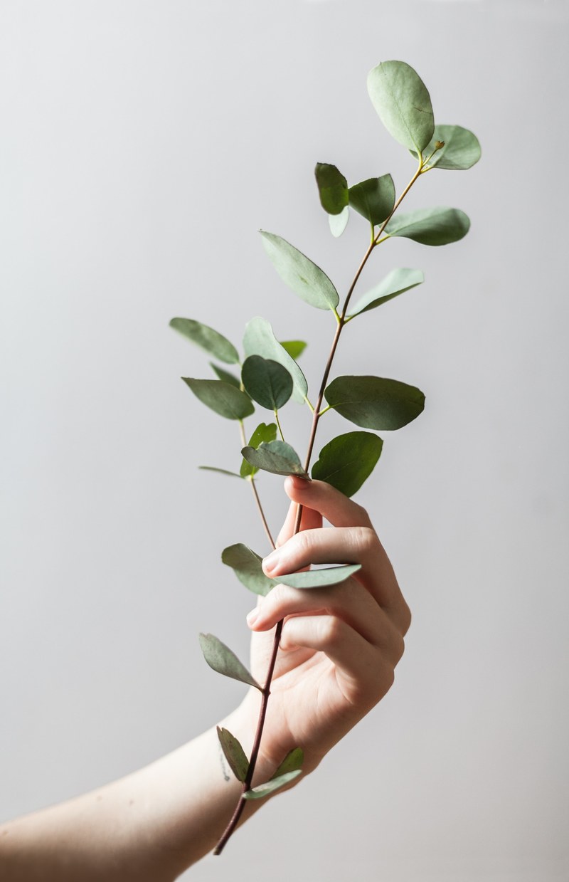 plant hand home and lifestyle hd, 4k