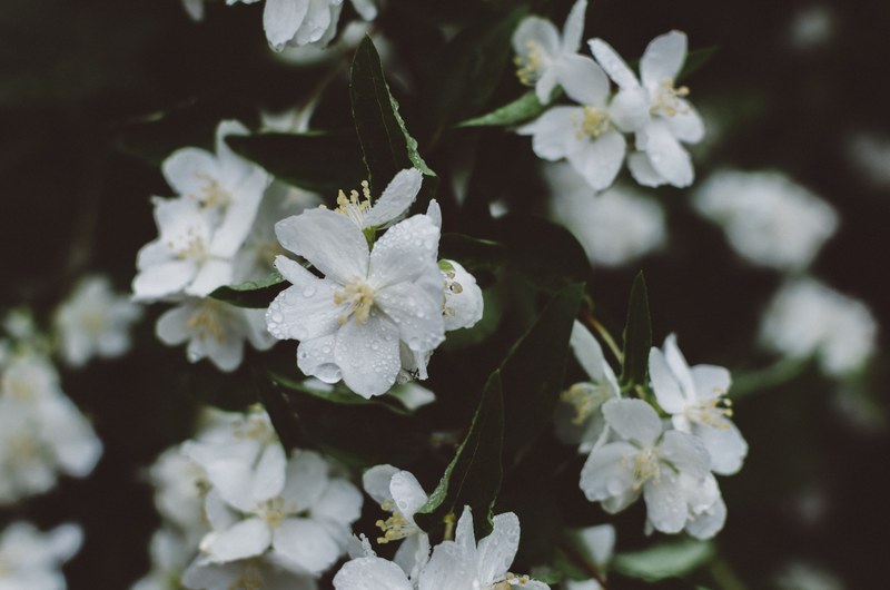 leafe branch cluster and moody 4k