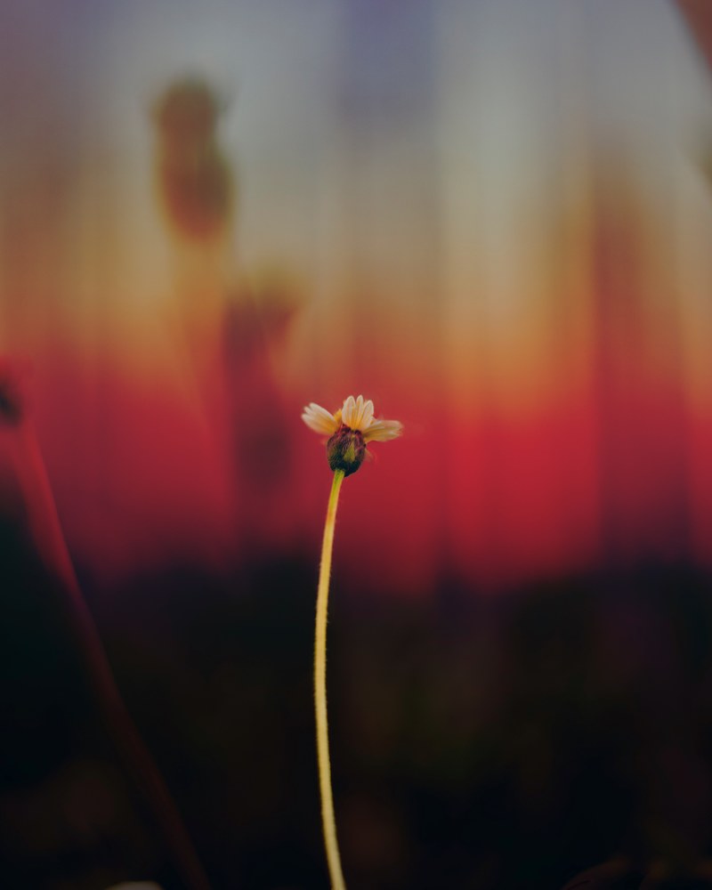 a close up of a single daisy stem with few petals, the cure 4k
