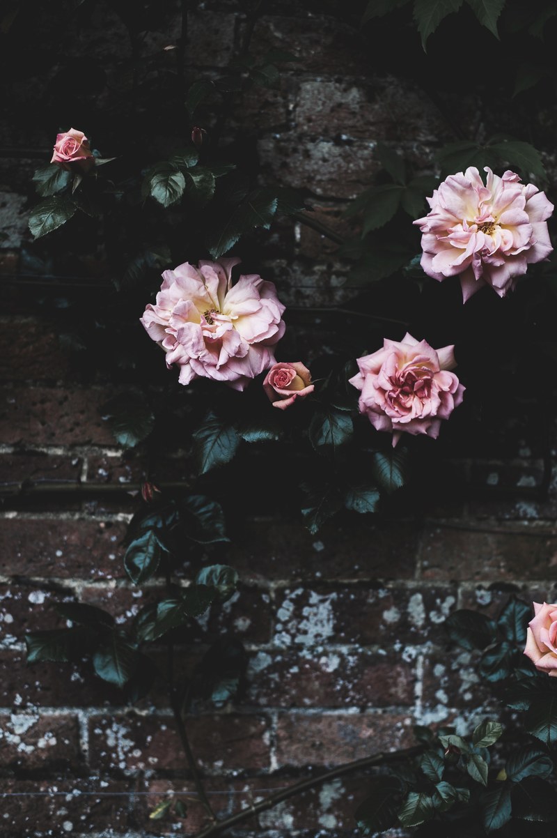 rose garden 4k