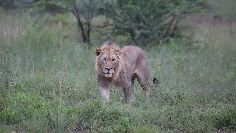 lion, big cat, predator, bushes, 4k