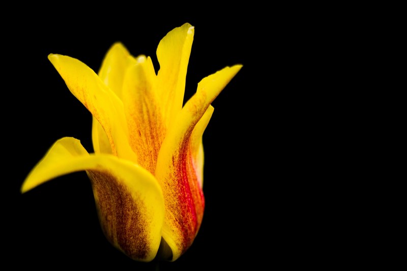 a close up of a yellow tulip with red streaks against a black background, minimal yellow tulip 4k