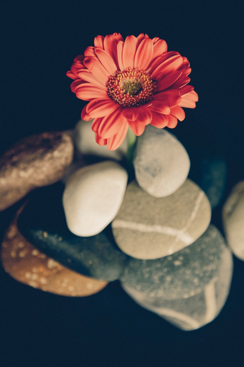 a single red aster flower on large pebbles, beautiful flower on pebbles 4k