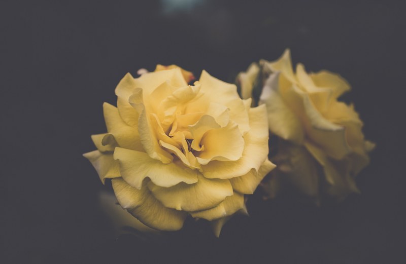 yellow rose like flowers with delicate petals against a dark background, tender yellow flowers 4k