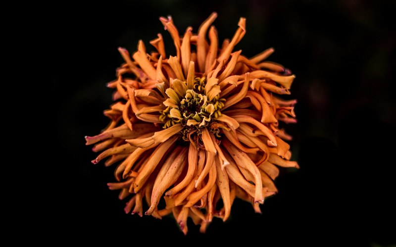 a close up of a dry orange flower head against a black background, orange flower head 4k