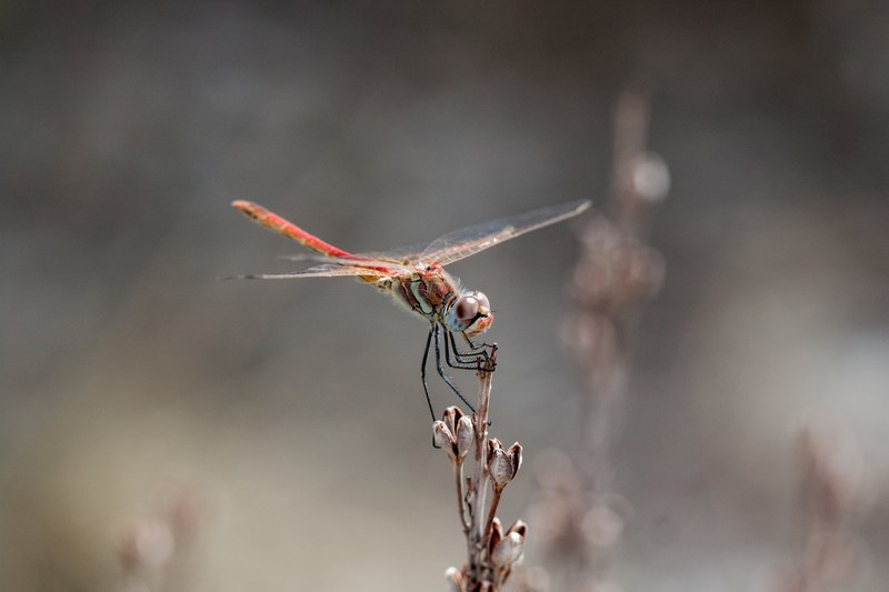 bug insect dragonfly and plant 4k