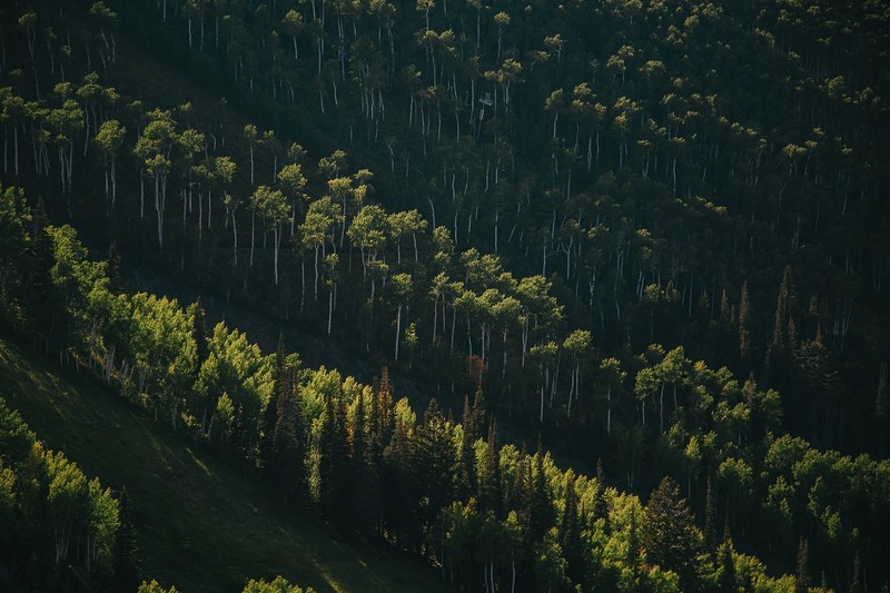 several rows of tall green trees on the side of a steep hill, treelines on a hill 4k
