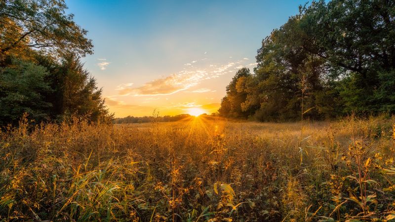 sun, sunset, grass, trees, 4k