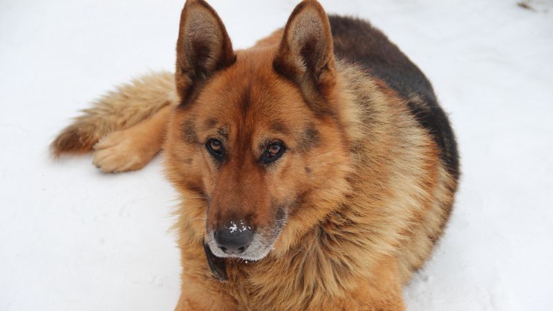 german shepherd, dog, muzzle, lying, look, 4k