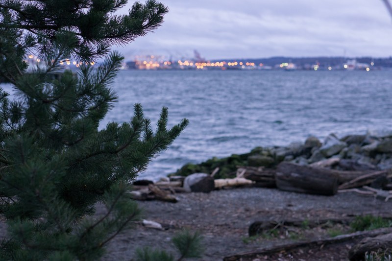 dusk tree beach and port 4k