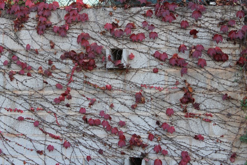 wall autumn and ivy 4k