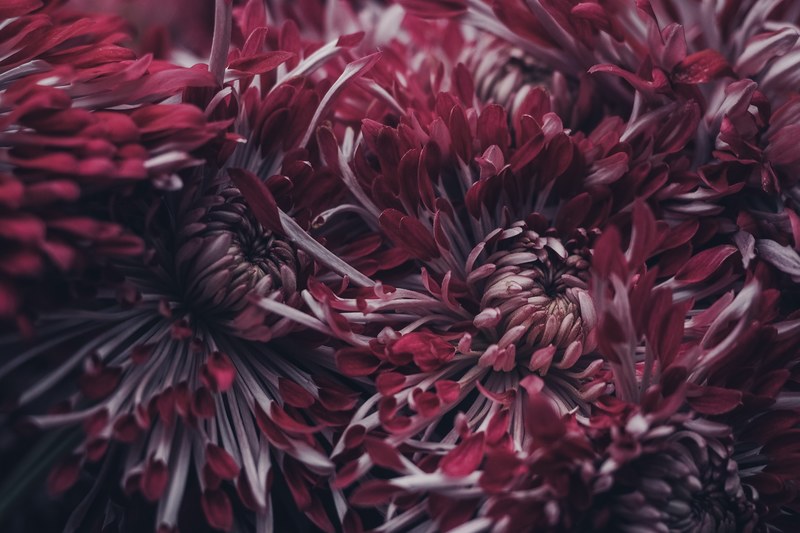 a macro shot of cherry red chrysanthemum flowers, deep red chrysanthemum up close 4k