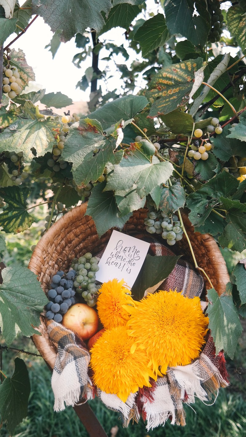 basket foliage grape and grapevine hd, 4k