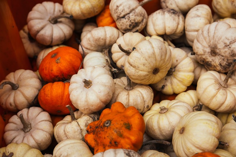 farmer market autumn fall and pumpkin patch 4k