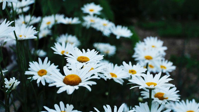 chamomile, flower bed, field, 4k