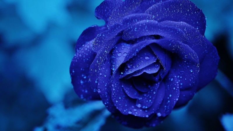 blue rose, bud, drops, flower, 4k