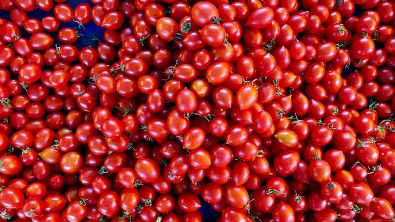 tomatoes, tomato, vegetables, harvest, 4k