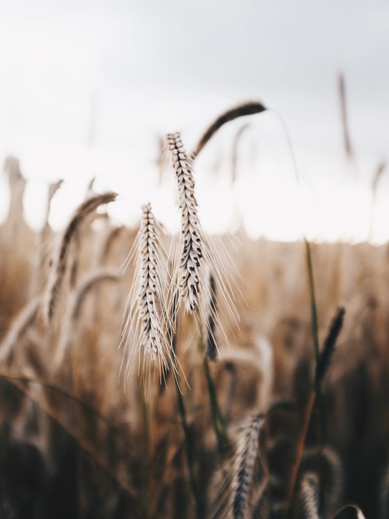 golden hour wheat 4k