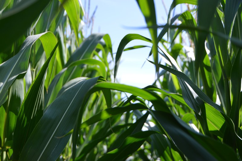 sweet corn farm corn and crop 4k