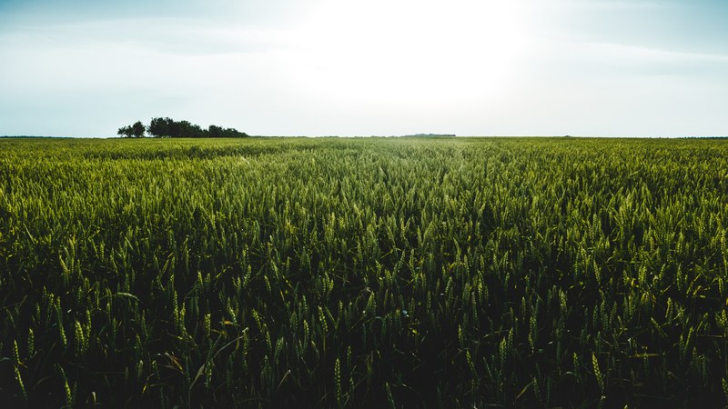 field wheat grain and crop 4k