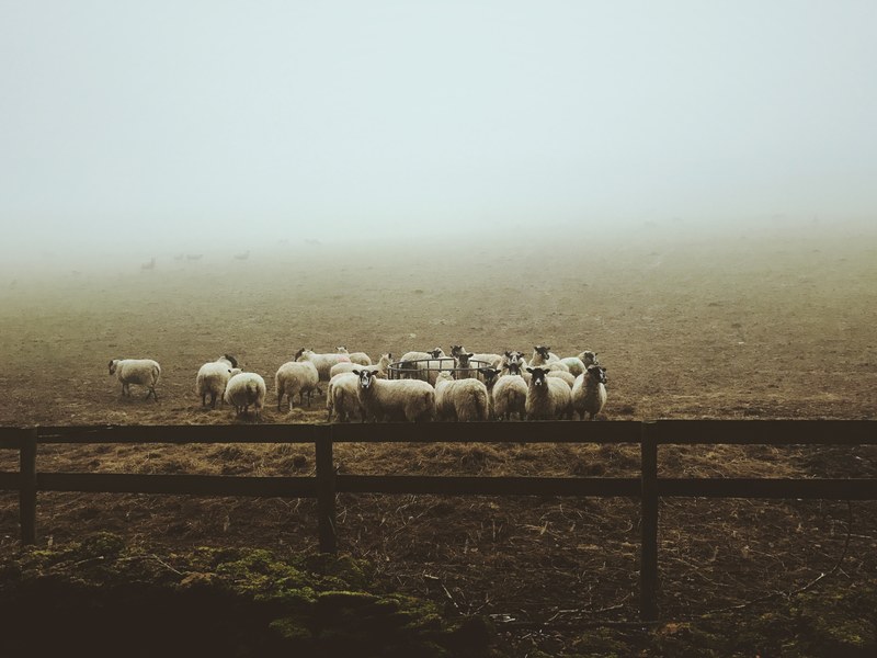 what are ewe looking at 4k