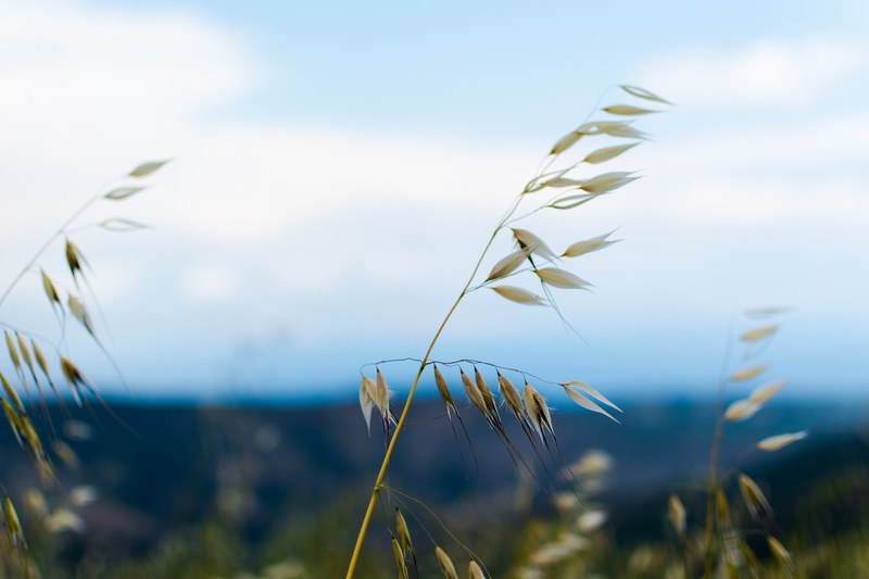 flower cloud outdoor and plant 4k