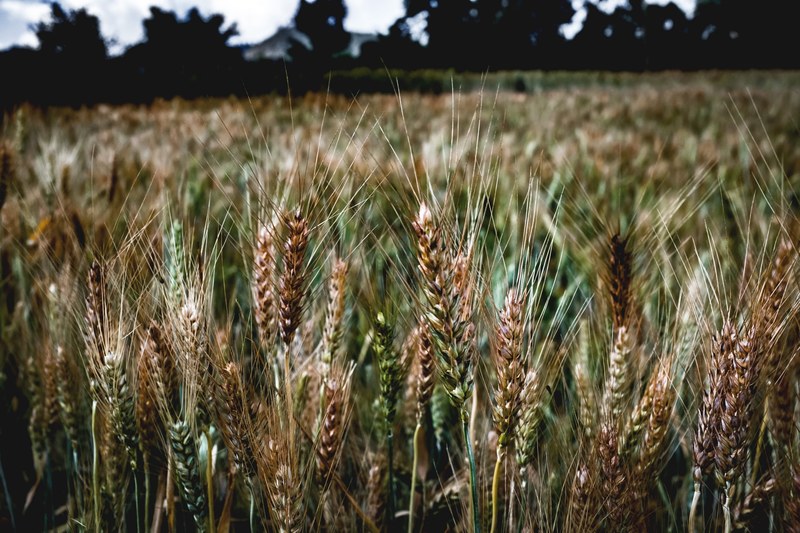 wheat field and wheat 4k