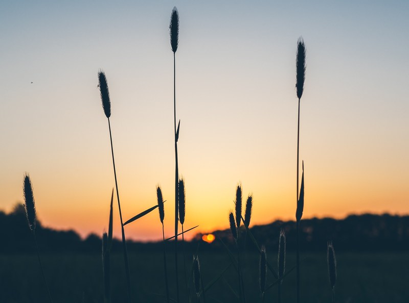 sunset sunrise plant silhouette and plant 4k
