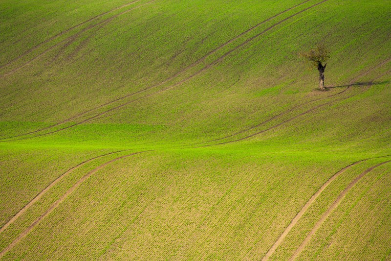rolling hill agriculture field and meadow 4k